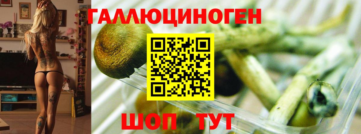 Тутаев  Псилоцибиновые грибы Psilocybine cubensis  Вход с VPN 